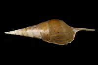 藏品(阿拉伯長鼻螺)的圖片